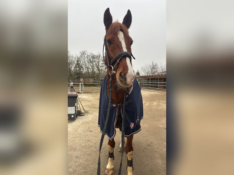 KWPN Wałach 10 lat 168 cm Kasztanowata in Wieselburg-Land