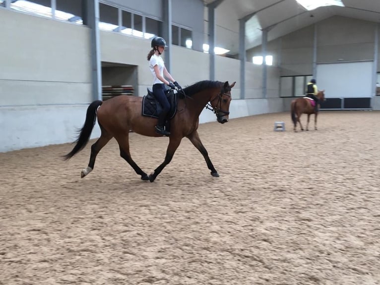 KWPN Wałach 10 lat 170 cm Gniada in Zottegem