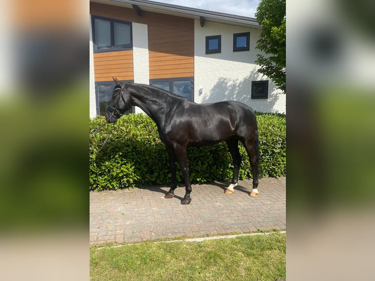 KWPN Wałach 10 lat 170 cm Kara in Erp