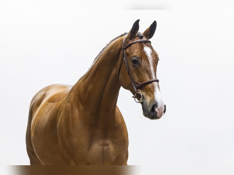 KWPN Wałach 10 lat 170 cm  in Waddinxveen