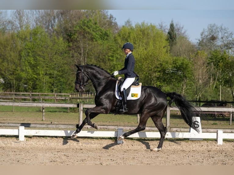 KWPN Wałach 10 lat 172 cm Kara in GROTE-BROGEL