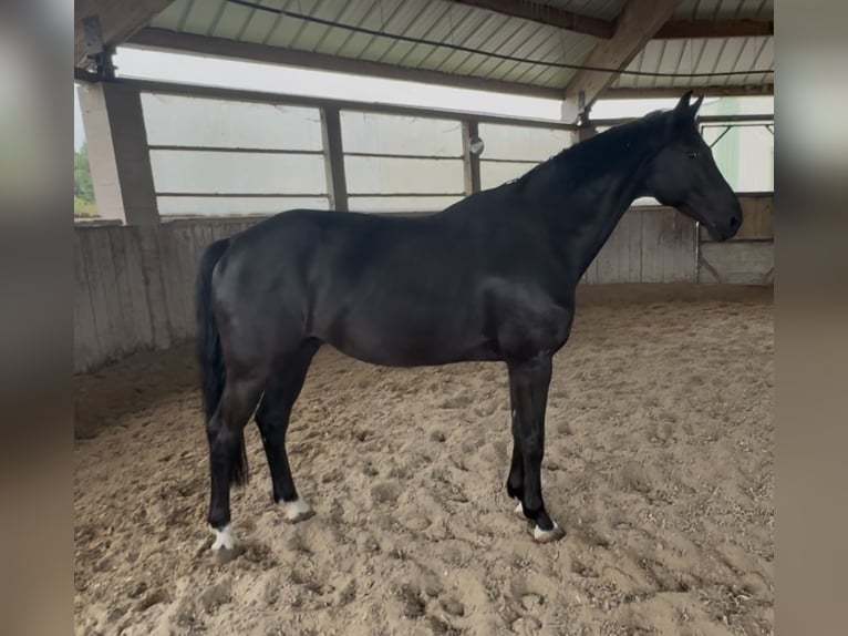 KWPN Wałach 10 lat 172 cm Kara in GROTE-BROGEL