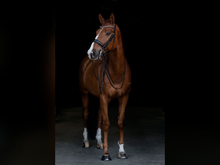 KWPN Wałach 10 lat 172 cm Kasztanowata in Hoogerheide