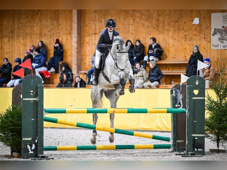 KWPN Wałach 10 lat 172 cm Siwa jabłkowita in Dielsdorf