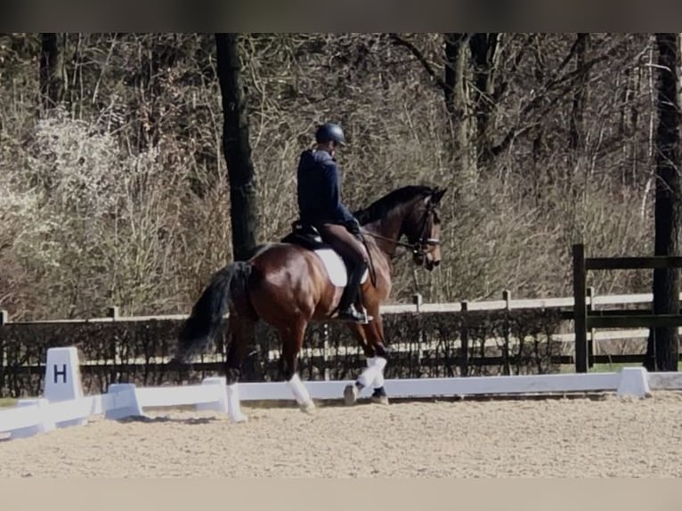 KWPN Wałach 10 lat 174 cm Ciemnogniada in Bree