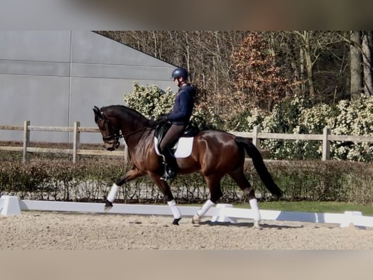 KWPN Wałach 10 lat 174 cm Ciemnogniada in Bree