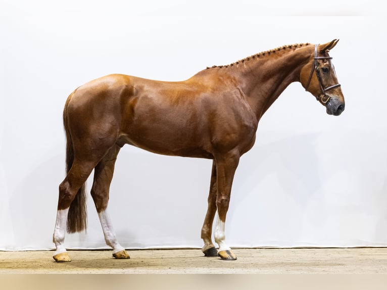 KWPN Wałach 10 lat 177 cm in Waddinxveen