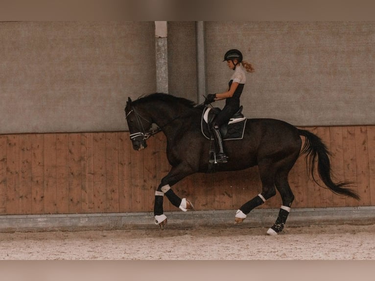 KWPN Wałach 10 lat 180 cm Kara in Aalsmeer