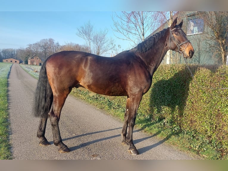 KWPN Wałach 10 lat 183 cm Gniada in Wouwse Plantage