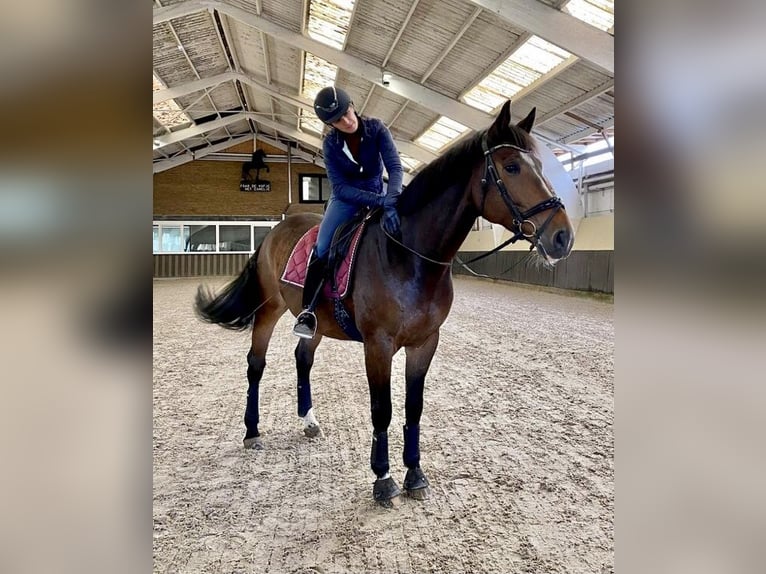 KWPN Wałach 11 lat 164 cm Gniada in Pepingen