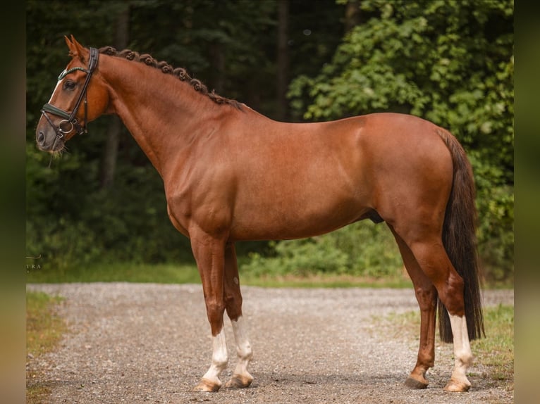KWPN Wałach 11 lat 164 cm Kasztanowata in Pilsen