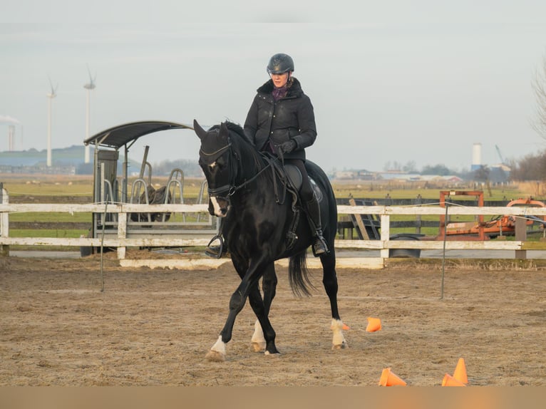 KWPN Wałach 11 lat 165 cm Skarogniada in Akersloot