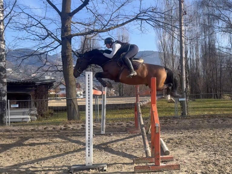 KWPN Wałach 11 lat 166 cm Gniada in Schlins