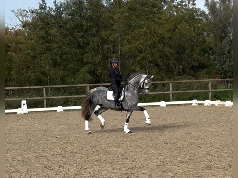 KWPN Mix Wałach 11 lat 167 cm Siwa in Dordrecht