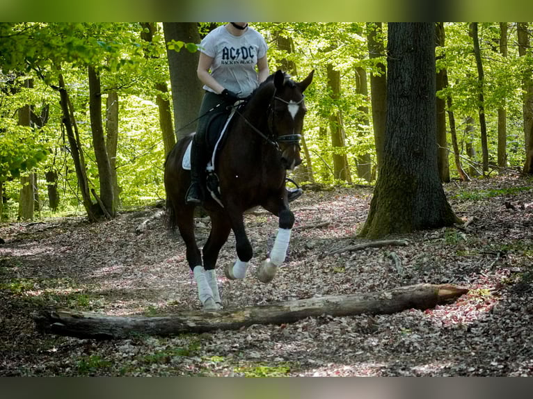 KWPN Wałach 11 lat 168 cm Gniada in Nettersheim
