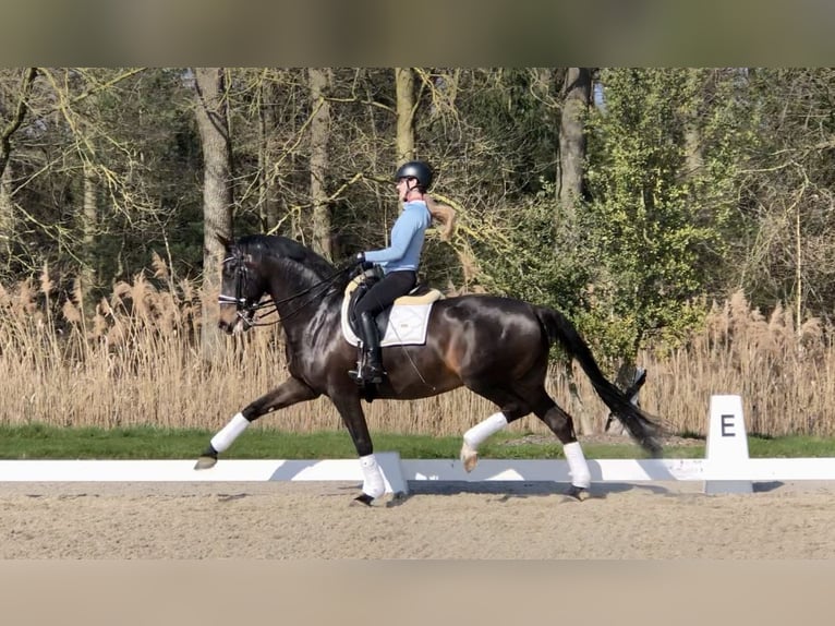 KWPN Wałach 11 lat 169 cm Skarogniada in Bree