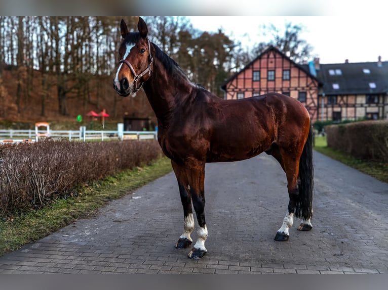 KWPN Wałach 11 lat 175 cm Ciemnogniada in Bolesławiec