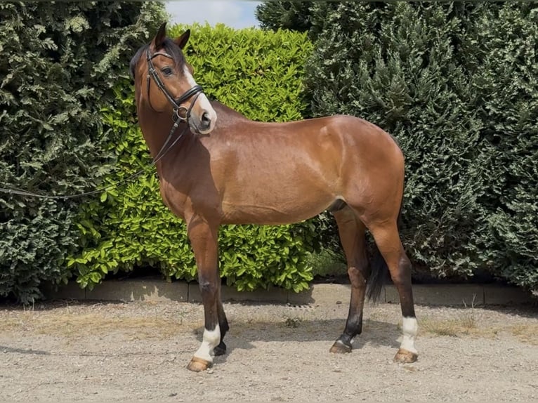 KWPN Wałach 11 lat 175 cm Gniada in Oud Gastel