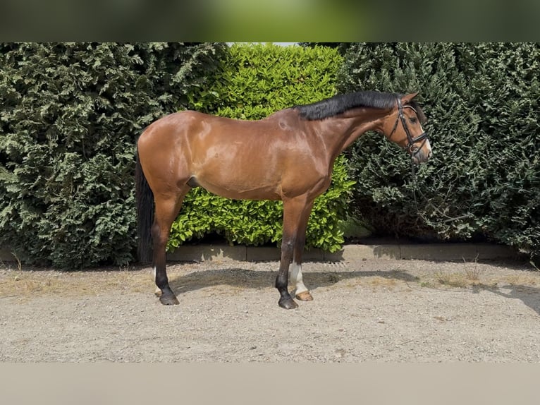 KWPN Wałach 11 lat 175 cm Gniada in Oud Gastel
