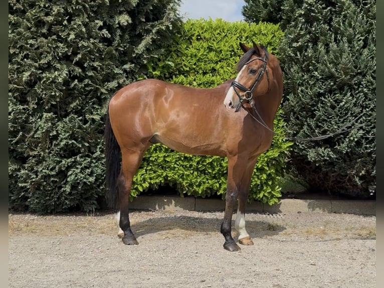 KWPN Wałach 11 lat 175 cm Gniada in Oud Gastel