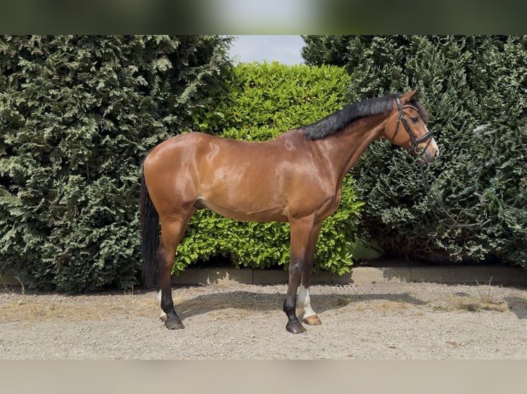 KWPN Wałach 11 lat 175 cm Gniada in Oud Gastel
