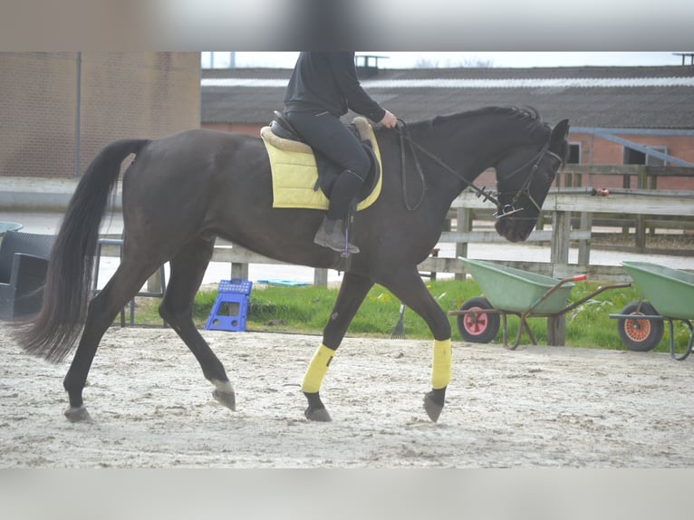 KWPN Wałach 11 lat 175 cm Kara in Breda