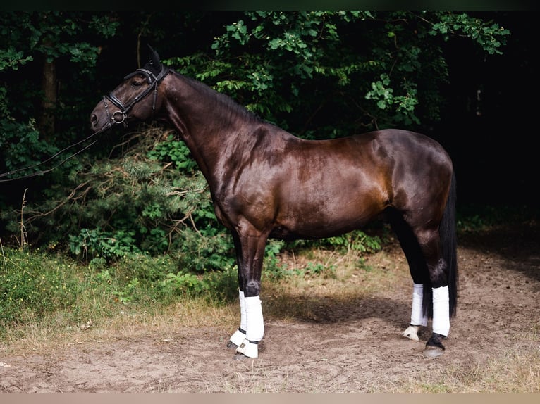 KWPN Wałach 11 lat 176 cm Kara in Solec