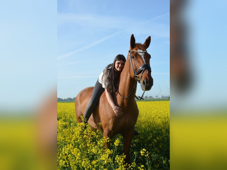 KWPN Wałach 11 lat 178 cm Kasztanowata in Brokdorf