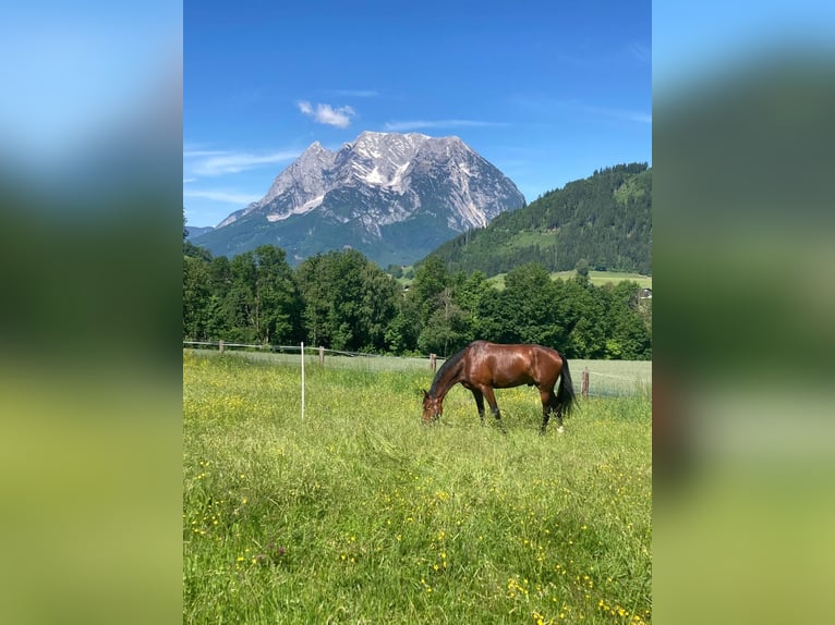KWPN Wałach 11 lat 182 cm Gniada in Schladming