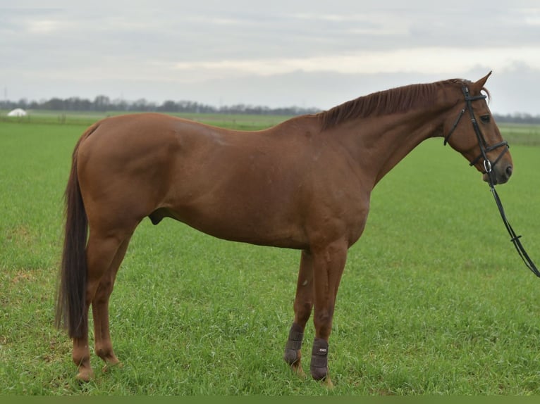 KWPN Wałach 12 lat 165 cm Kasztanowata in Geilenkirchen