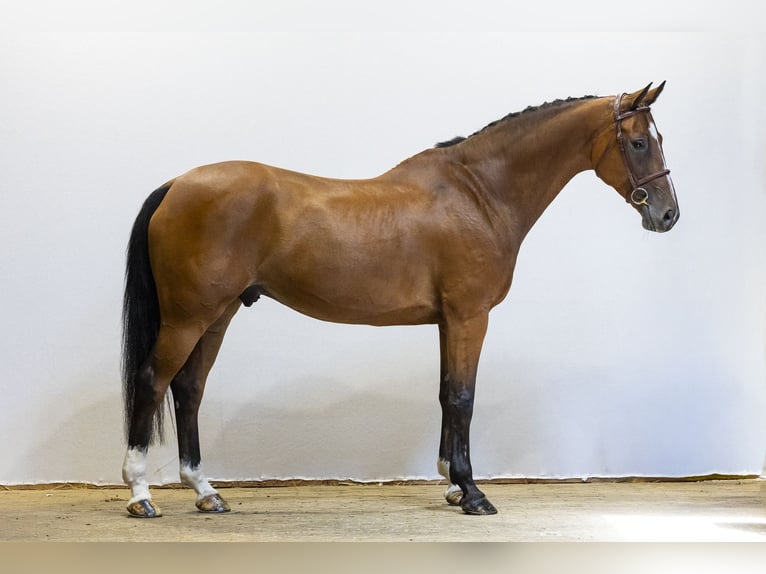 KWPN Wałach 12 lat 166 cm Gniada in Waddinxveen