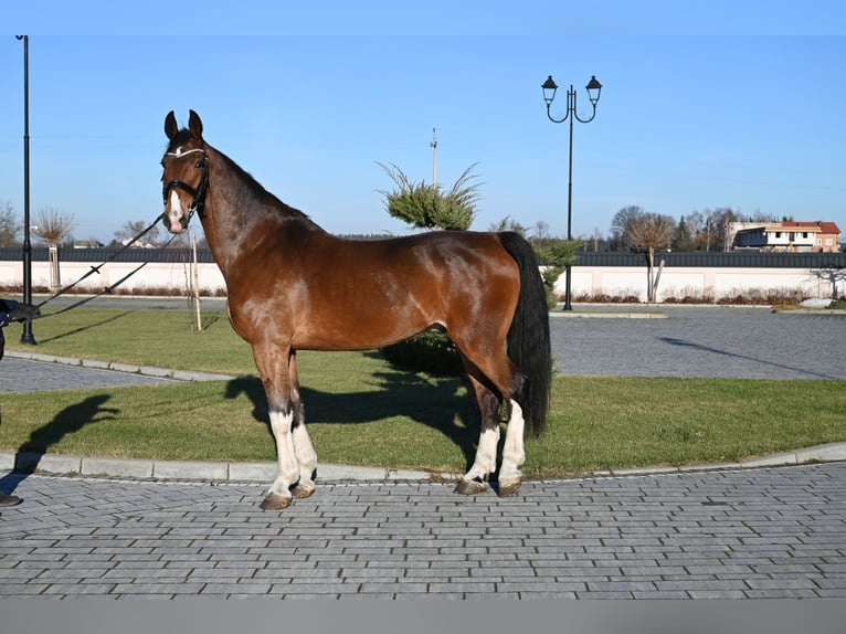 KWPN Wałach 12 lat 168 cm Gniada in Jeżów