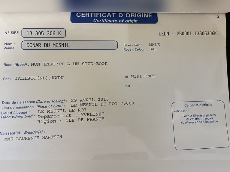 KWPN Wałach 12 lat 170 cm Ciemnogniada in Saint Côme et Maruejols