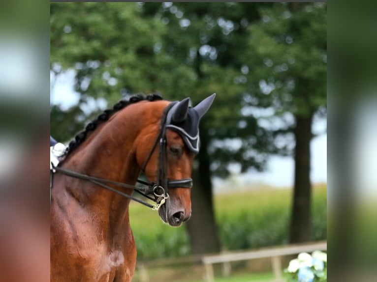 KWPN Wałach 12 lat 170 cm Ciemnogniada in Enschede
