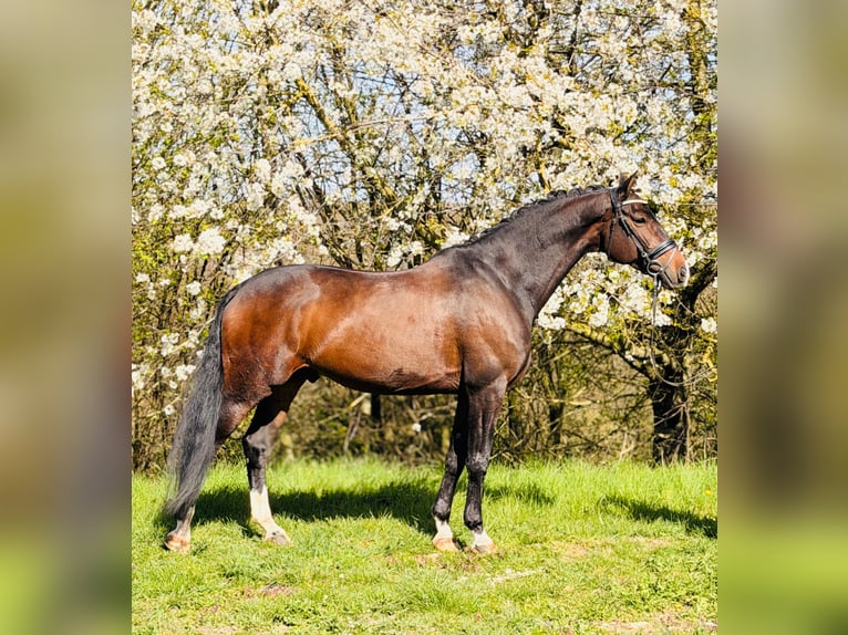 KWPN Wałach 12 lat 170 cm Gniada in Rosdorf