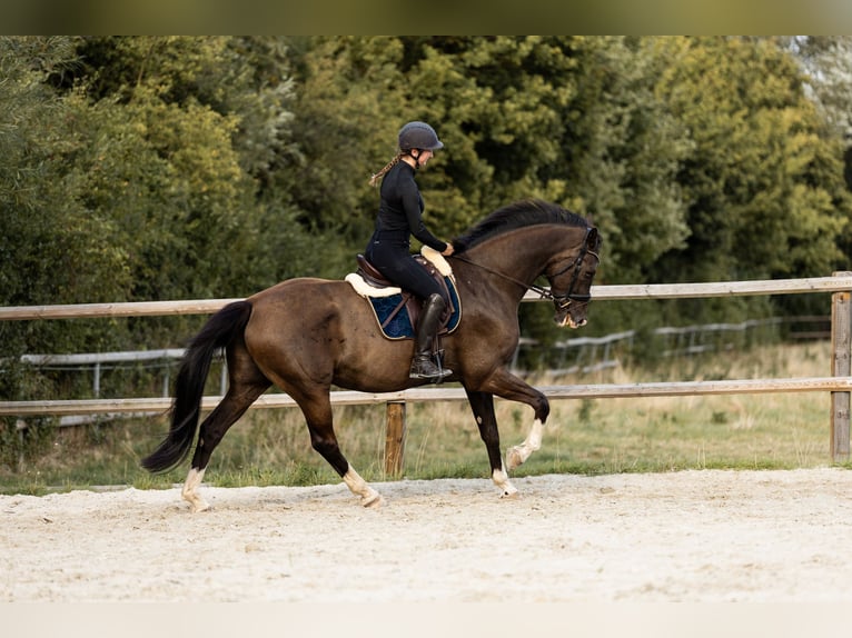 KWPN Wałach 12 lat 170 cm Kara in Liebenburg
