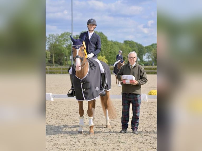 KWPN Wałach 12 lat 170 cm Kasztanowata in Pelmberg