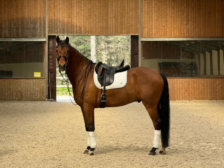 KWPN Wałach 12 lat 174 cm Gniada in Bree