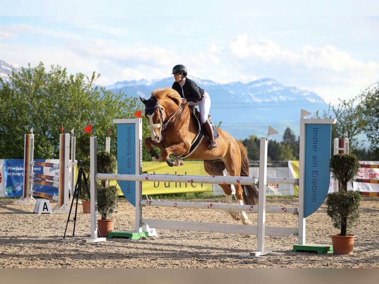 KWPN Wałach 12 lat 174 cm Kasztanowata in Ettiswil