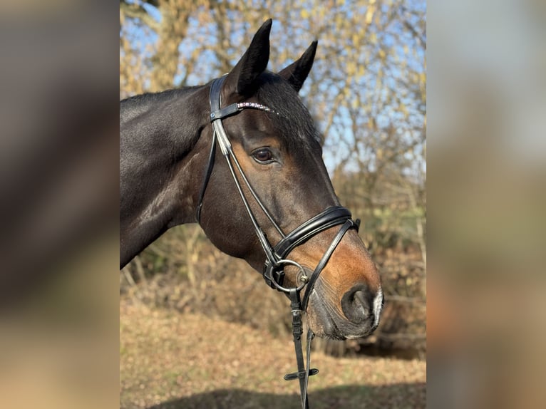 KWPN Wałach 12 lat 174 cm Skarogniada in Hilden