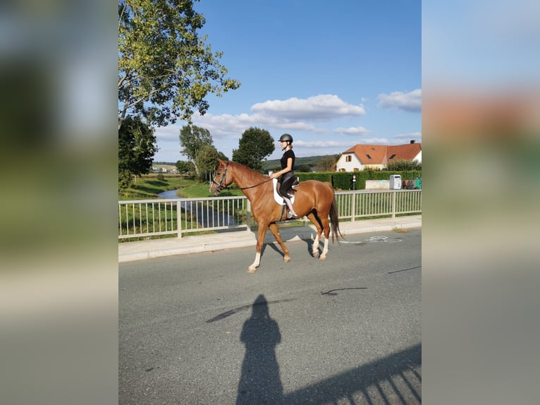 KWPN Wałach 12 lat 175 cm Kasztanowata in Badersdorf