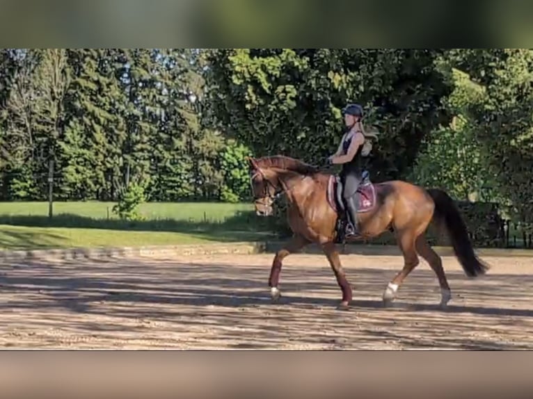 KWPN Wałach 12 lat 179 cm Kasztanowata in Pavlice