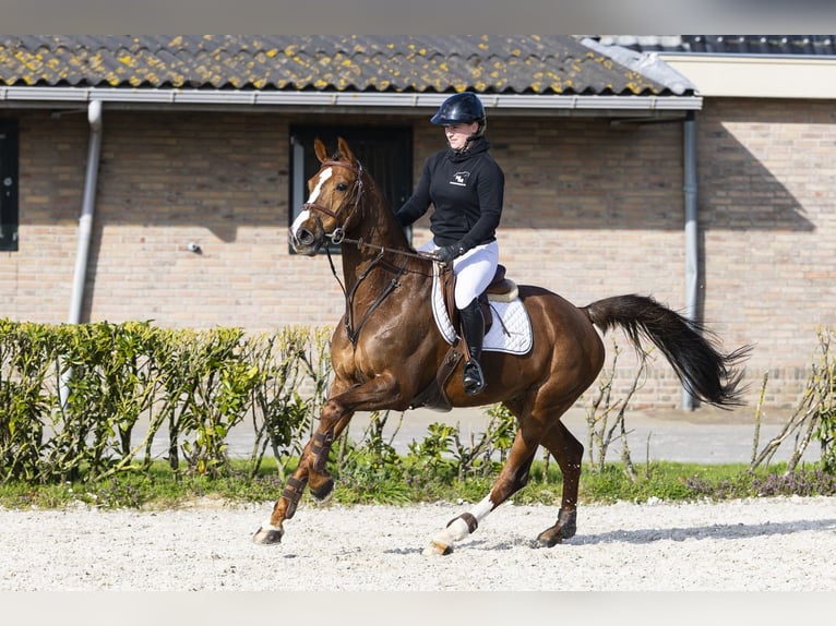 KWPN Wałach 13 lat 165 cm  in Waddinxveen