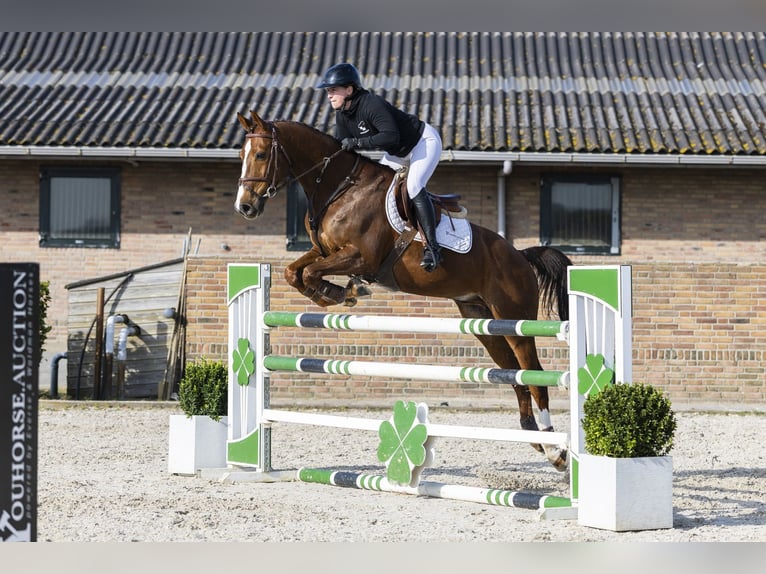 KWPN Wałach 13 lat 165 cm  in Waddinxveen