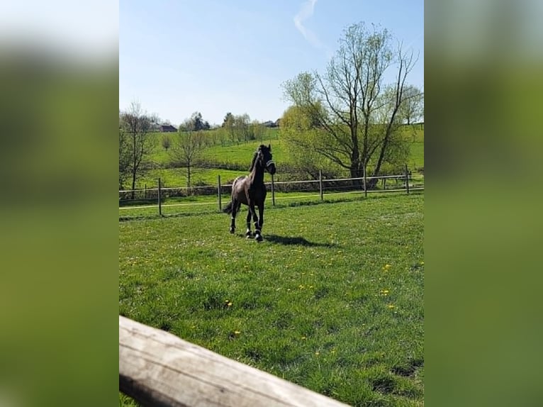 KWPN Wałach 13 lat 170 cm Ciemnogniada in Lebbeke