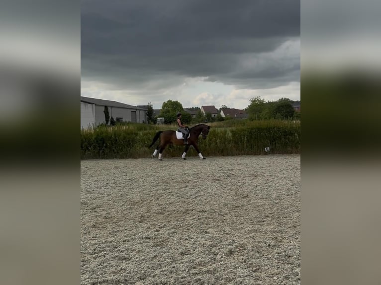 KWPN Wałach 13 lat 170 cm Ciemnogniada in Lebbeke