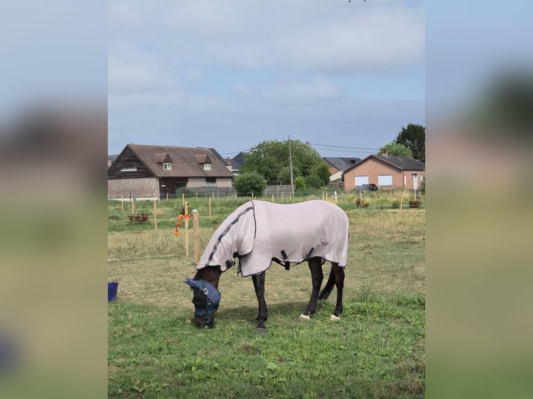 KWPN Wałach 13 lat 170 cm Ciemnogniada in Lebbeke