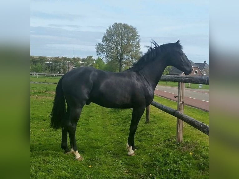 KWPN Wałach 13 lat 171 cm Kara in De Heurne