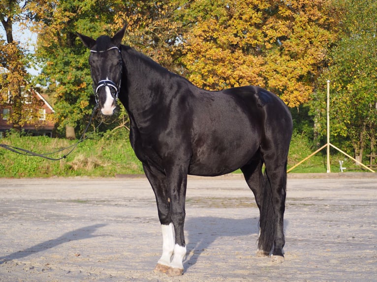 KWPN Wałach 13 lat 173 cm Kara in Itzstedt