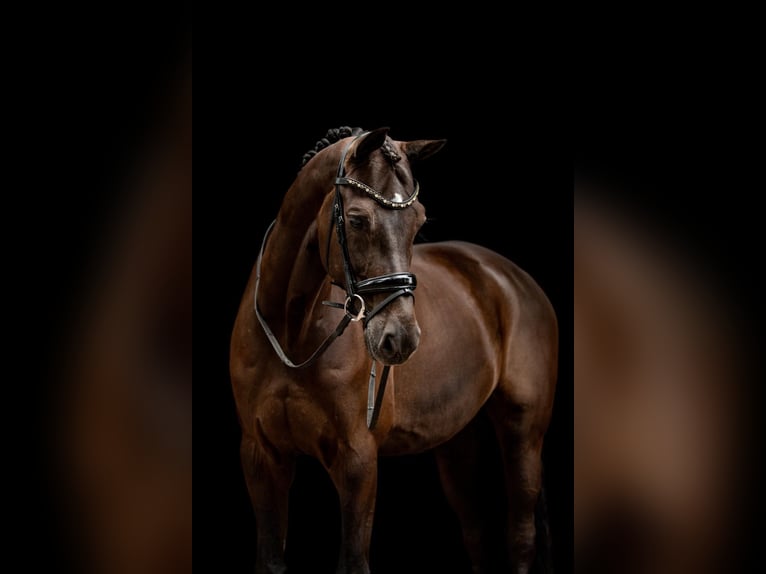 KWPN Wałach 13 lat 175 cm Ciemnogniada in Geilenkirchen